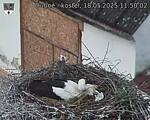 Capi_Dubne_20250518_115002.jpg
