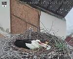 Capi_Dubne_20250518_120002.jpg