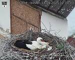 Capi_Dubne_20250518_121003.jpg