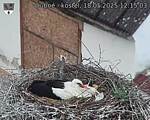 Capi_Dubne_20250518_121503.jpg