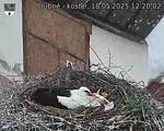 Capi_Dubne_20250518_122002.jpg