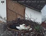 Capi_Dubne_20250518_122503.jpg