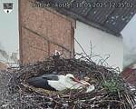 Capi_Dubne_20250518_123502.jpg