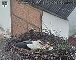 Capi_Dubne_20250518_124003.jpg