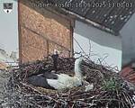 Capi_Dubne_20250518_130003.jpg