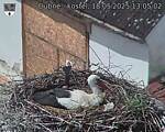 Capi_Dubne_20250518_130502.jpg