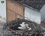 Capi_Dubne_20250518_131003.jpg