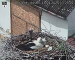 Capi_Dubne_20250518_132502.jpg