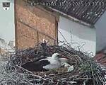 Capi_Dubne_20250518_133003.jpg