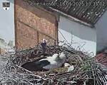 Capi_Dubne_20250518_133502.jpg
