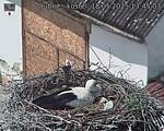 Capi_Dubne_20250518_134503.jpg
