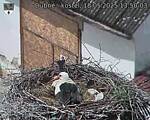 Capi_Dubne_20250518_135003.jpg