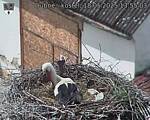 Capi_Dubne_20250518_135503.jpg