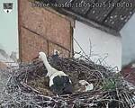 Capi_Dubne_20250518_140003.jpg