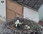 Capi_Dubne_20250518_141003.jpg