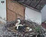 Capi_Dubne_20250518_142003.jpg