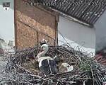 Capi_Dubne_20250518_142502.jpg