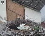 Capi_Dubne_20250518_143502.jpg