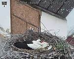 Capi_Dubne_20250518_144003.jpg