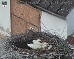 Capi_Dubne_20250518_144502.jpg