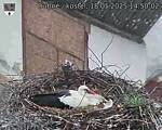 Capi_Dubne_20250518_145002.jpg