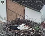 Capi_Dubne_20250518_145503.jpg
