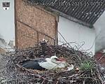 Capi_Dubne_20250518_150002.jpg