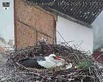 Capi_Dubne_20250518_151003.jpg