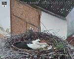 Capi_Dubne_20250518_151502.jpg