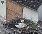 Capi_Dubne_20250518_152003.jpg