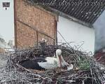 Capi_Dubne_20250518_152503.jpg