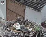 Capi_Dubne_20250518_154003.jpg