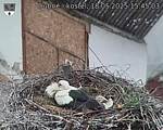 Capi_Dubne_20250518_154503.jpg
