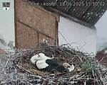 Capi_Dubne_20250518_155002.jpg