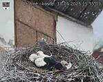 Capi_Dubne_20250518_155503.jpg