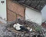 Capi_Dubne_20250518_160002.jpg