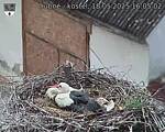 Capi_Dubne_20250518_160502.jpg
