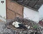 Capi_Dubne_20250518_161003.jpg