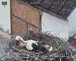 Capi_Dubne_20250518_161502.jpg