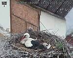 Capi_Dubne_20250518_162002.jpg