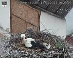Capi_Dubne_20250518_162503.jpg
