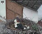 Capi_Dubne_20250518_163503.jpg