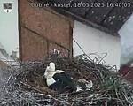 Capi_Dubne_20250518_164003.jpg