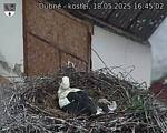 Capi_Dubne_20250518_164502.jpg
