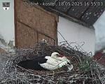 Capi_Dubne_20250518_165503.jpg