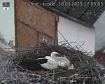 Capi_Dubne_20250518_170503.jpg