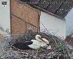 Capi_Dubne_20250518_171003.jpg