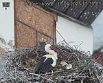 Capi_Dubne_20250518_173503.jpg
