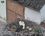 Capi_Dubne_20250518_174003.jpg