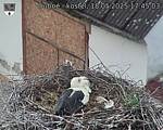 Capi_Dubne_20250518_174503.jpg